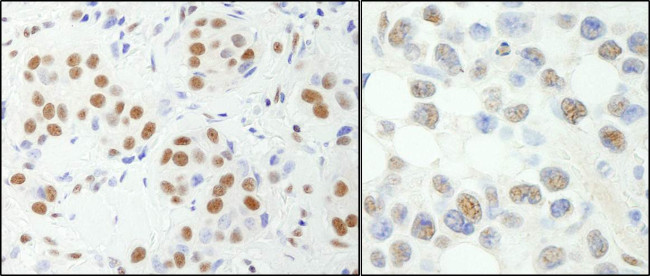 NF-YA Antibody in Immunohistochemistry (Paraffin) (IHC (P))