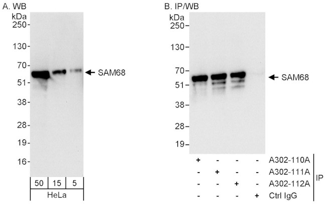 SAM68 Antibody in Western Blot (WB)