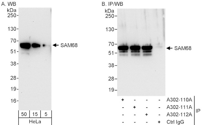 SAM68 Antibody in Western Blot (WB)