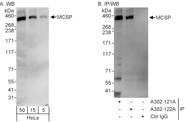 MCSP Antibody in Western Blot (WB)