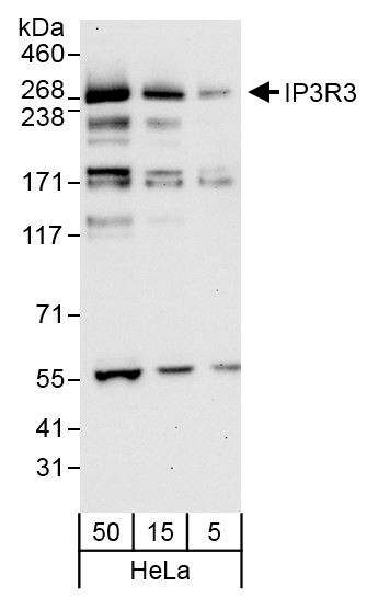 IP3R3 Antibody in Western Blot (WB)