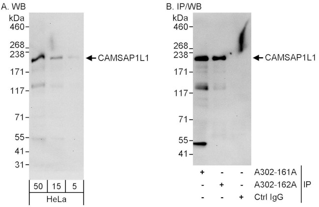 CAMSAP1L1 Antibody in Western Blot (WB)