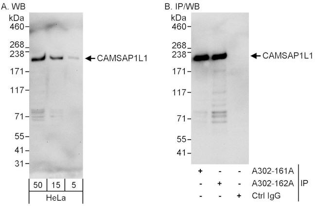 CAMSAP1L1 Antibody in Western Blot (WB)