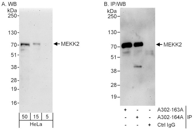 MEKK2 Antibody in Western Blot (WB)