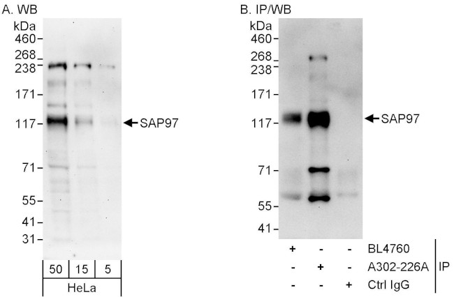 SAP97 Antibody in Western Blot (WB)