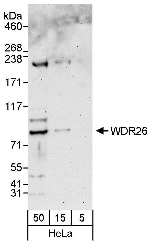 WDR26 Antibody in Western Blot (WB)