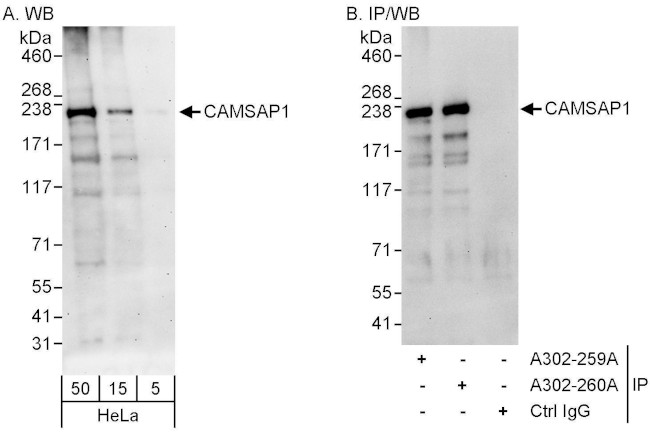 CAMSAP1 Antibody in Western Blot (WB)