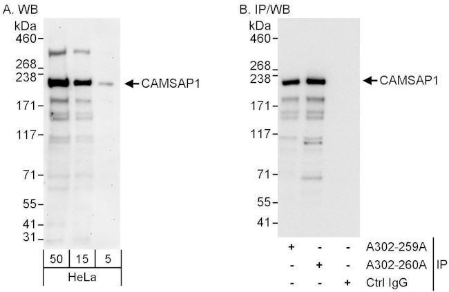 CAMSAP1 Antibody in Western Blot (WB)