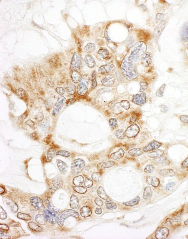 DOCK4 Antibody in Immunohistochemistry (Paraffin) (IHC (P))