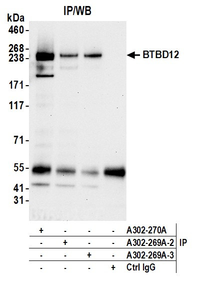 BTBD12 Antibody in Immunoprecipitation (IP)