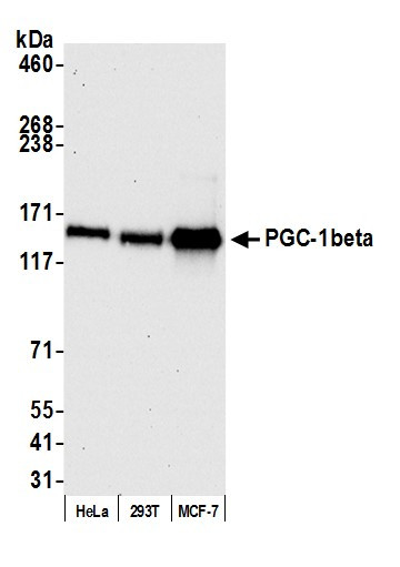 PGC-1beta Antibody in Western Blot (WB)