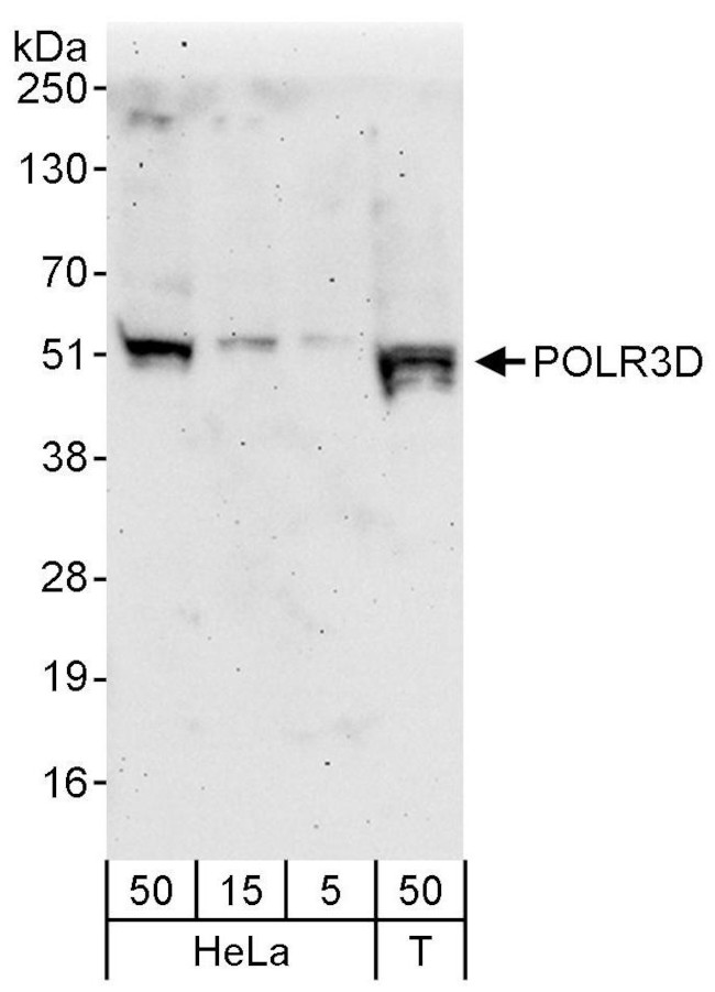 POLR3D Antibody in Western Blot (WB)