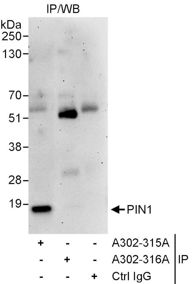 PIN1 Antibody in Immunoprecipitation (IP)