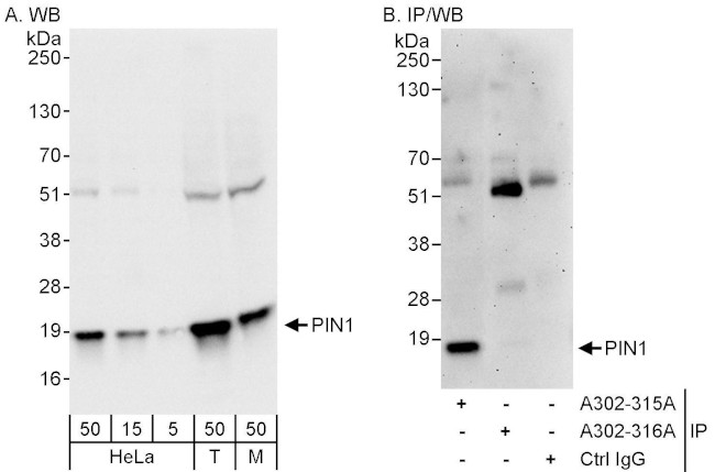 PIN1 Antibody in Western Blot (WB)