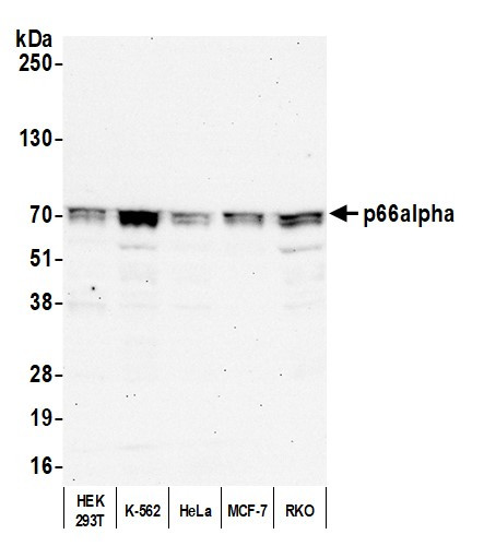 p66alpha Antibody in Western Blot (WB)