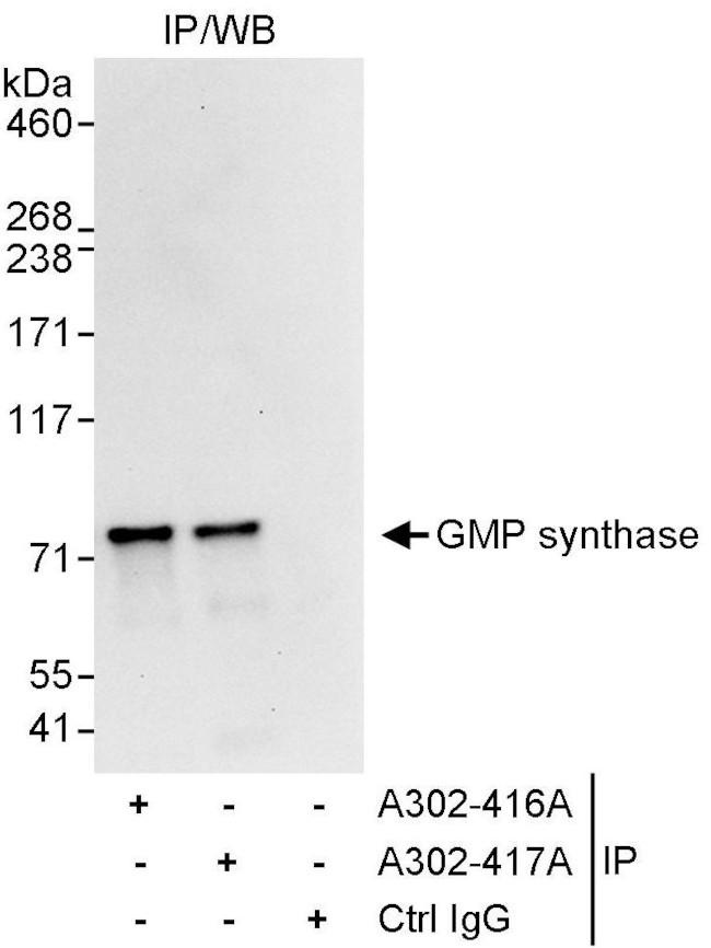 GMP synthase Antibody in Immunoprecipitation (IP)