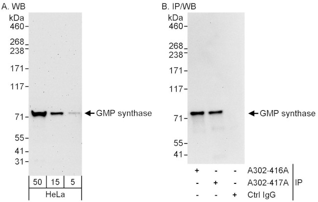 GMP synthase Antibody in Western Blot (WB)