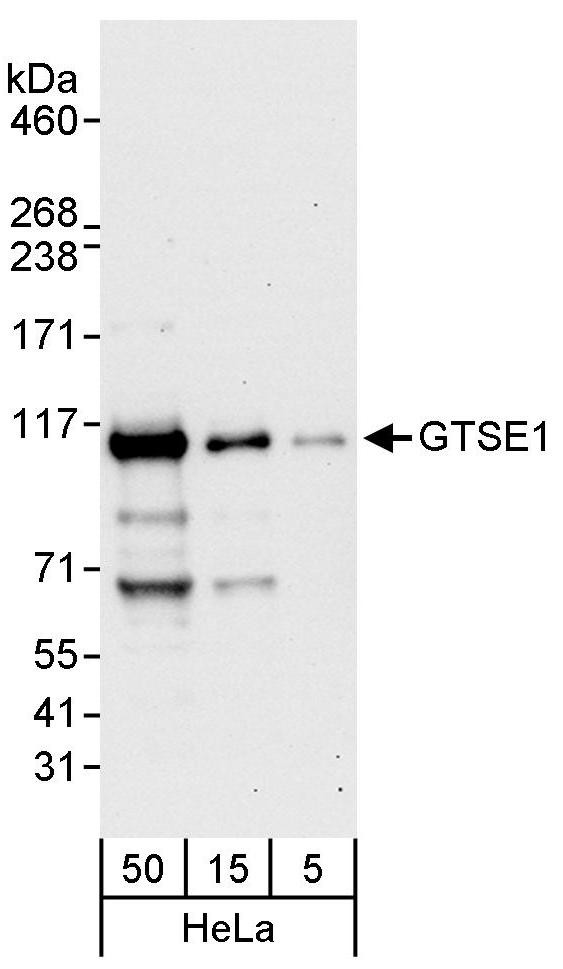 GTSE1 Antibody in Western Blot (WB)