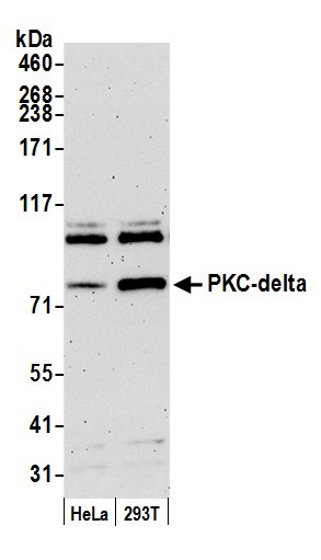 PKC-delta Antibody in Western Blot (WB)