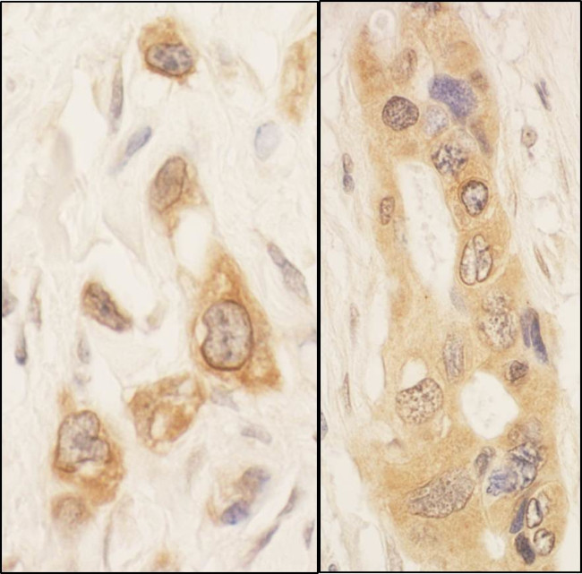 SPAK Antibody in Immunohistochemistry (Paraffin) (IHC (P))