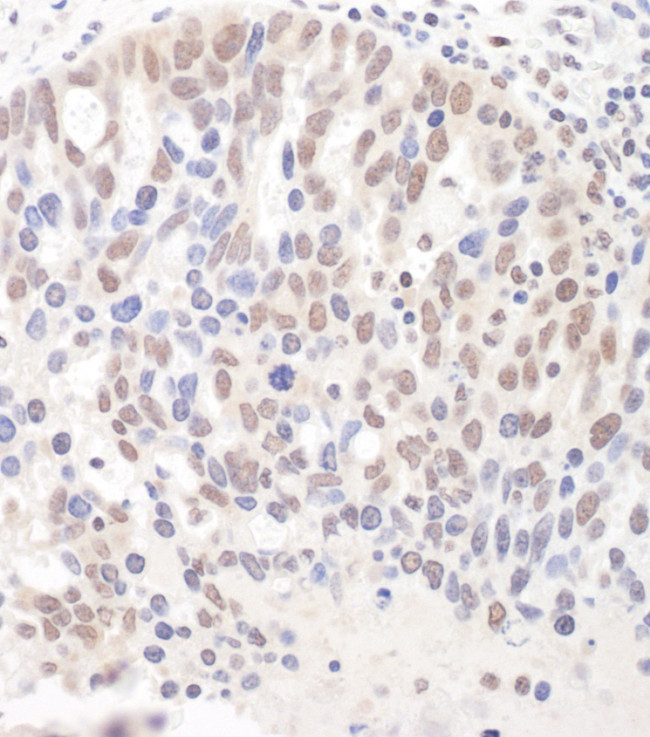 DGCR8 Antibody in Immunohistochemistry (Paraffin) (IHC (P))