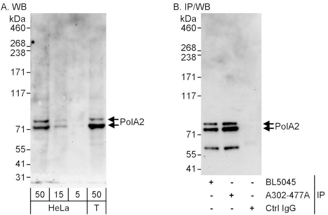 PolA2 Antibody in Western Blot (WB)