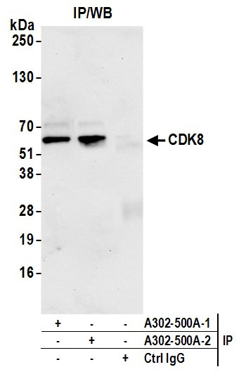 CDK8 Antibody in Immunoprecipitation (IP)