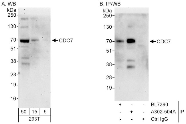 CDC7 Antibody in Western Blot (WB)