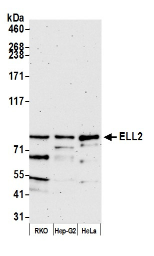 ELL2 Antibody in Western Blot (WB)