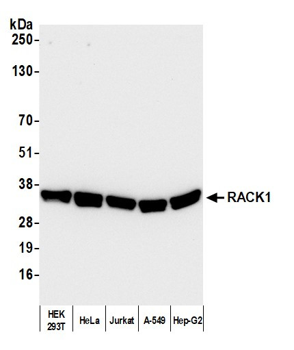 RACK1 Antibody in Western Blot (WB)