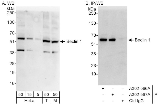 Beclin 1 Antibody in Western Blot (WB)