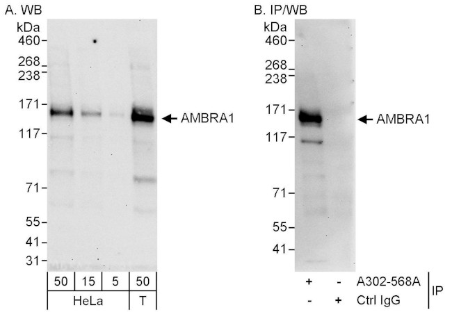 AMBRA1 Antibody in Western Blot (WB)