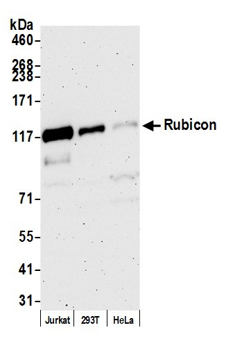 Rubicon Antibody in Western Blot (WB)