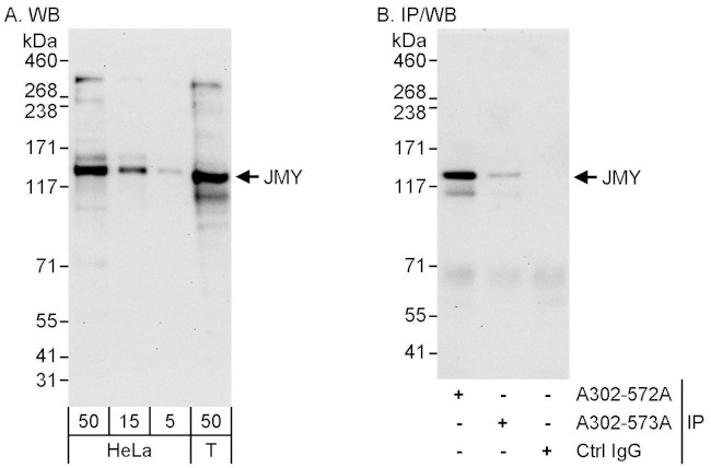 JMY Antibody in Western Blot (WB)