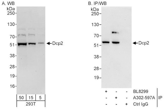 Dcp2 Antibody in Western Blot (WB)