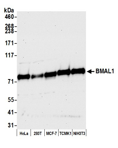 BMAL1 Antibody in Western Blot (WB)