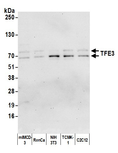 TFE3 Antibody in Western Blot (WB)