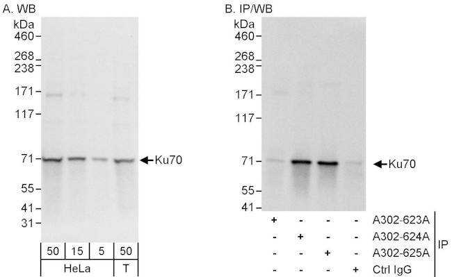 Ku70 Antibody in Western Blot (WB)