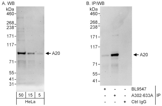 A20 Antibody in Western Blot (WB)