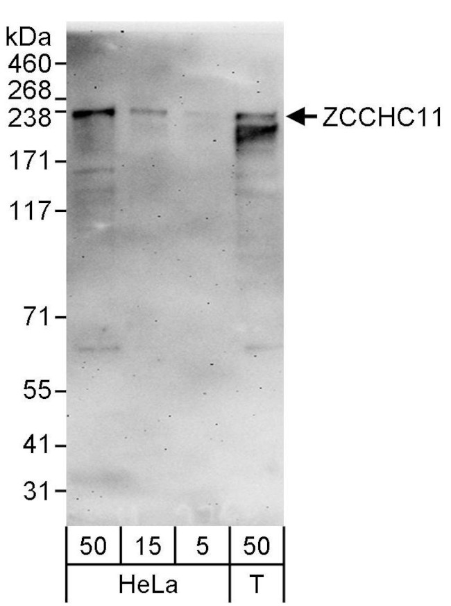 ZCCHC11 Antibody in Western Blot (WB)