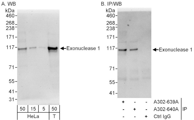 Exonuclease 1 Antibody in Western Blot (WB)