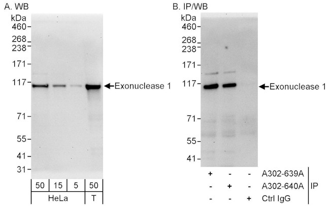 Exonuclease 1 Antibody in Western Blot (WB)