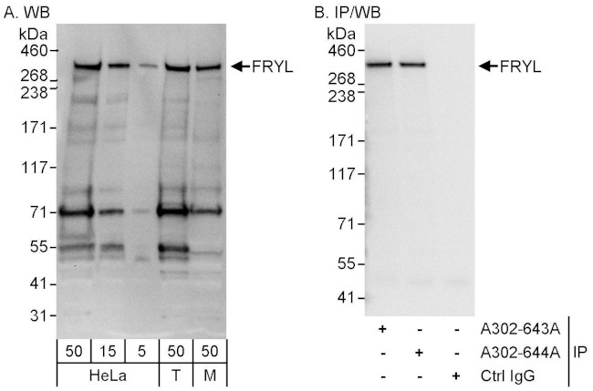 FRYL Antibody in Western Blot (WB)