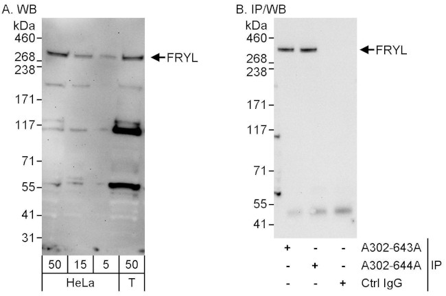 FRYL Antibody in Western Blot (WB)