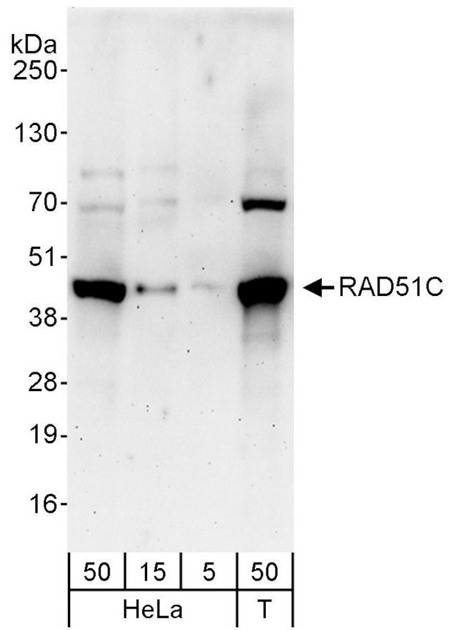 RAD51C Antibody in Western Blot (WB)