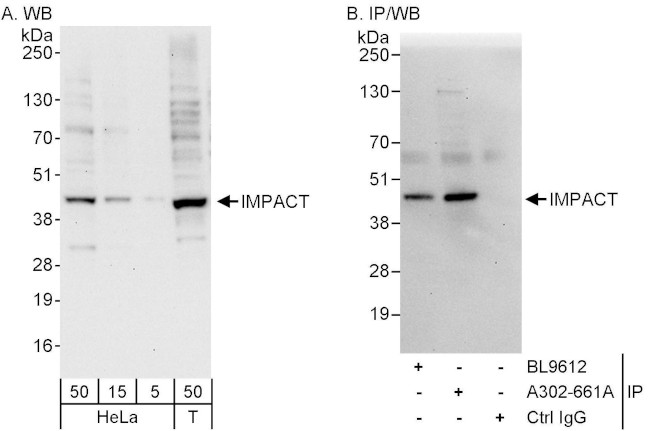 IMPACT Antibody in Western Blot (WB)