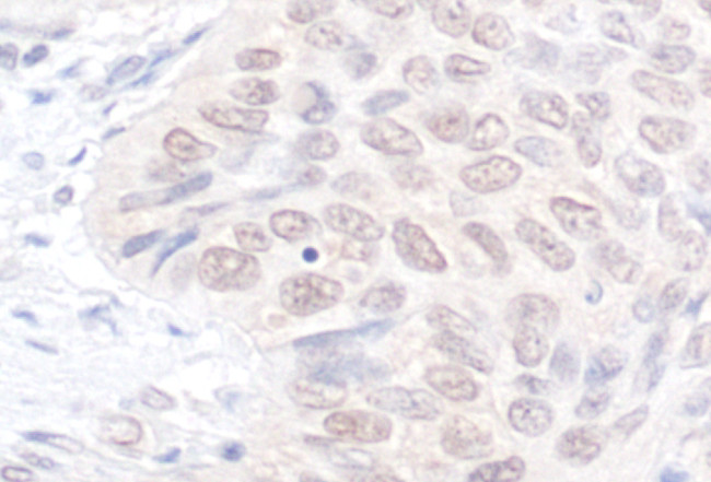 NEK7 Antibody in Immunohistochemistry (Paraffin) (IHC (P))