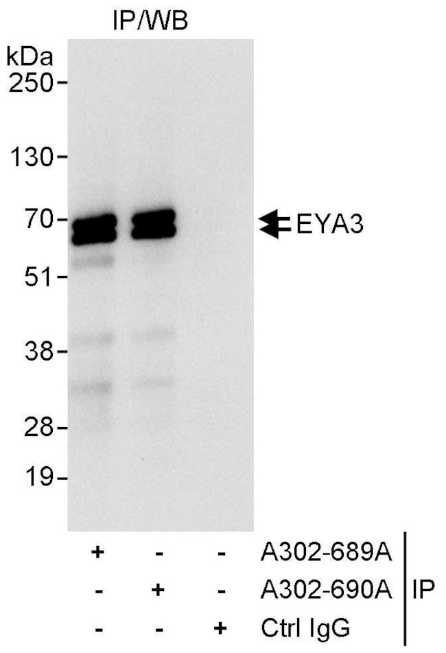 EYA3 Antibody in Immunoprecipitation (IP)