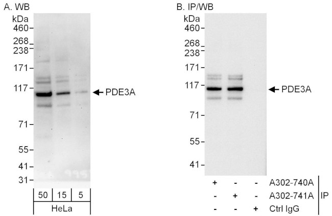 PDE3A Antibody in Western Blot (WB)