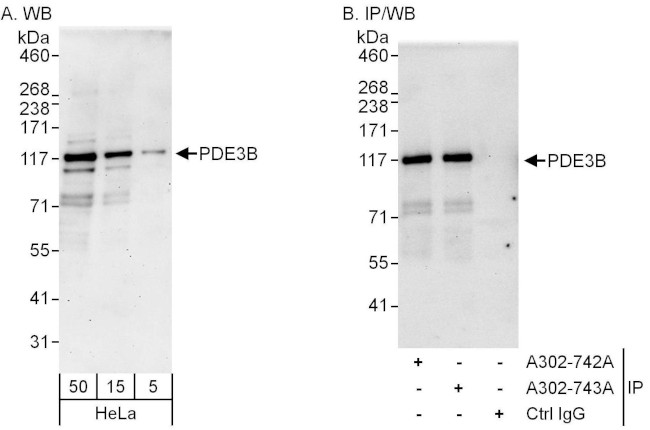 PDE3B Antibody in Western Blot (WB)